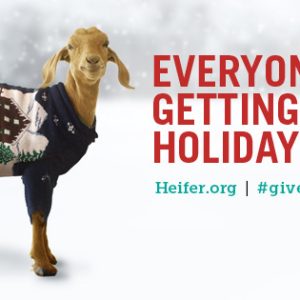 Heifer - Goat