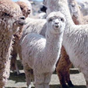 Heifer - Alpacas - Mating Pair